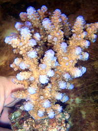 Acropora-humilis-pink-tips xl